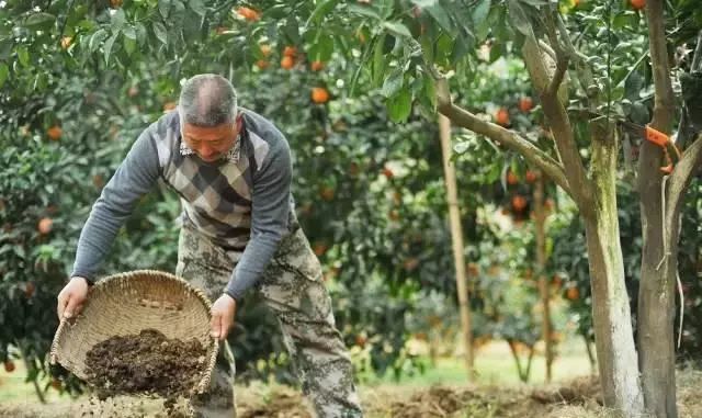 果树|广大种植户朋友：粪肥伤根又落果，别再用了！