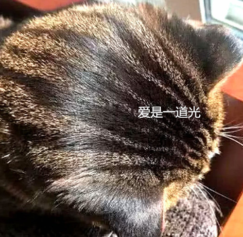 老妈每天给猫梳毛,不出一个月,看到后脑勺懵了