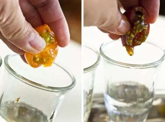 花盆|阳台别再种花了，几个花盆种这个，一年不用再买菜！