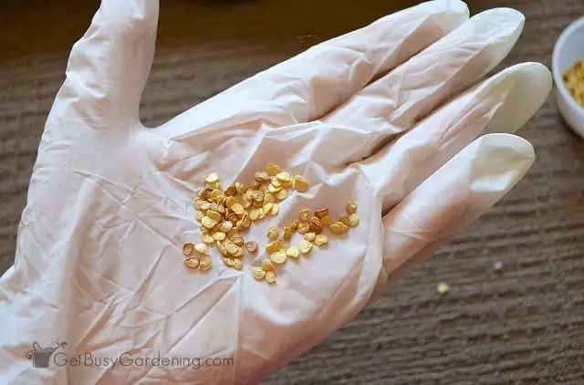 花盆|阳台别再种花了，几个花盆种这个，一年不用再买菜！