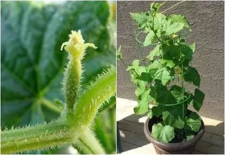 花盆|阳台别再种花了，几个花盆种这个，一年不用再买菜！
