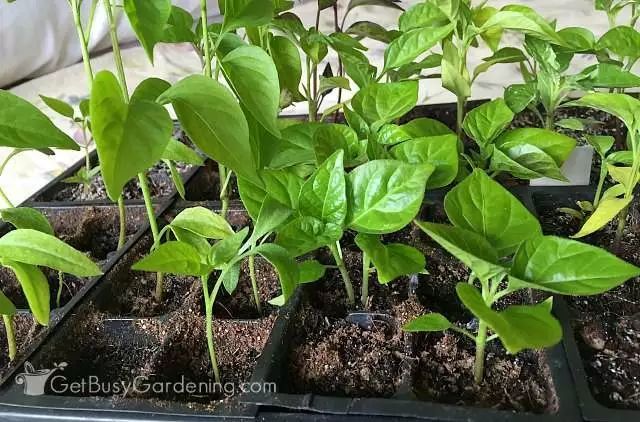 花盆|阳台别再种花了，几个花盆种这个，一年不用再买菜！