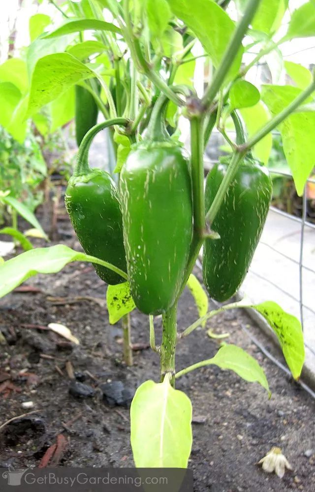 花盆|阳台别再种花了，几个花盆种这个，一年不用再买菜！