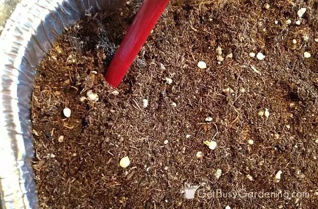 花盆|阳台别再种花了，几个花盆种这个，一年不用再买菜！