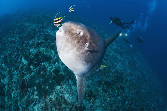 丑萌丑萌的翻车鱼最爱漂在水面上晒太阳图