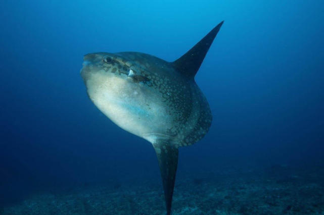丑萌丑萌的翻车鱼最爱漂在水面上晒太阳图