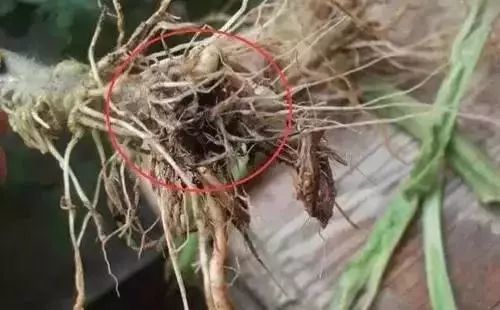 果树|广大种植户朋友：粪肥伤根又落果，别再用了！