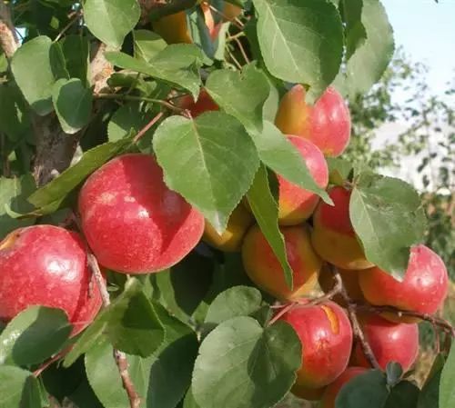 果树|广大种植户朋友：粪肥伤根又落果，别再用了！