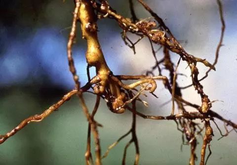 果树|广大种植户朋友：粪肥伤根又落果，别再用了！