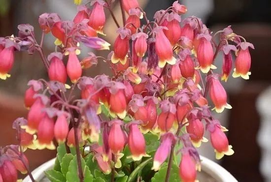 冬天养这几种花 花朵开不停 吉祥又喜庆 腾讯新闻