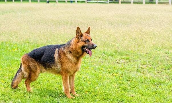 3,比利時牧羊犬它體型比德國牧羊犬小,聰明且好訓練,有柔韌的肌肉