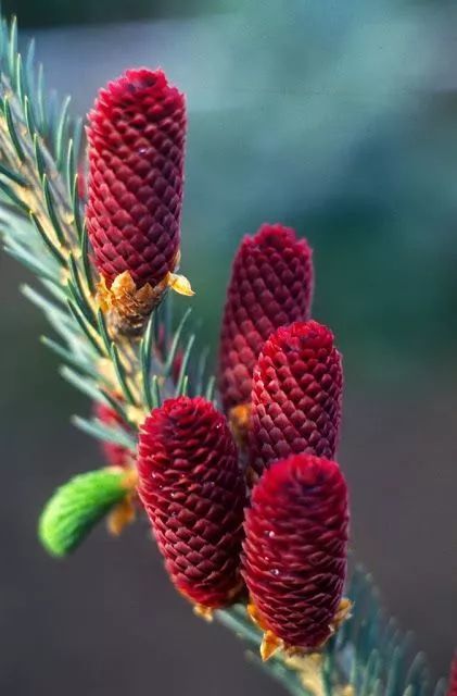 万年松树开花震撼你的双眼