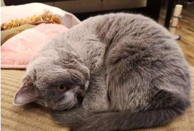 641