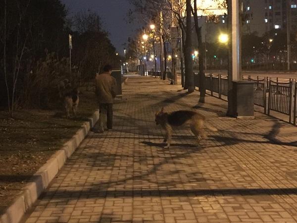 男子晚上遛着两只大狼狗还不牵狗绳