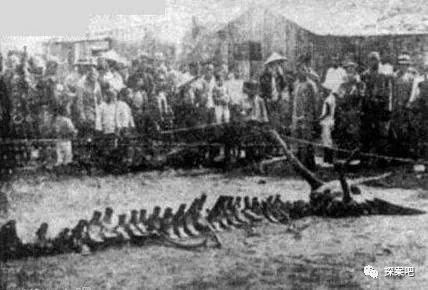 1934年营口村民暴雨事后创造龙尸事变 营口坠龙图片是果然吗