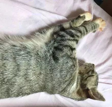 说到洁癖 就不得不提一下"洁癖成癌" 可爱到爆炸的干脆面君