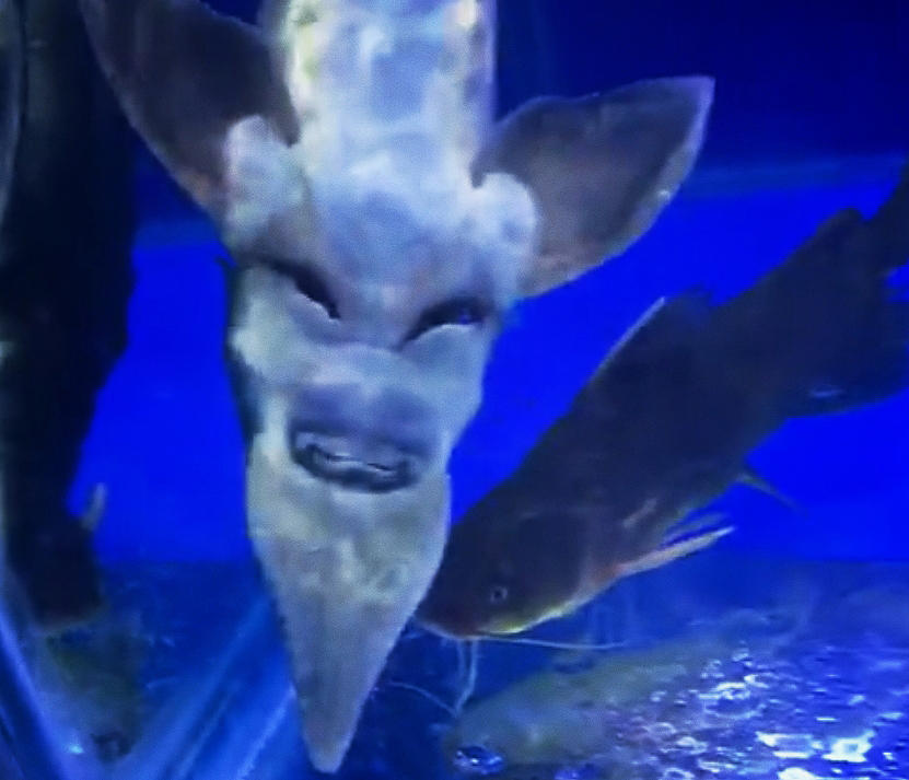 鱼缸里突现魔鬼脸,勾魂摄魄笑容瘆人,仔细看它