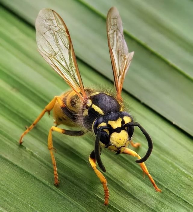 中文维基百科给出的解释是黄蜂,又称胡蜂,马蜂;汉文学网的在线词典