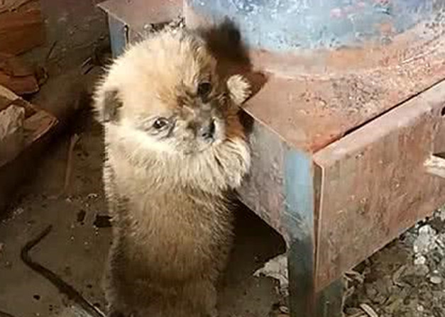 农村家里没有供暖设备,小奶狗扒着暖炉取暖,眼