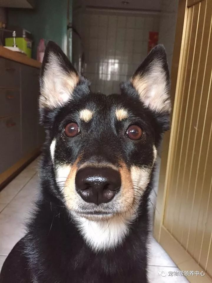 田园汪爽躺麻麻怀里倒头得意露齿笑,惹姐姐泪奔:争宠就没赢过