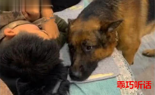 军人累到躺在椅子上睡着 一旁警犬看到后 做出暖心举动 服务犬 警犬 兽医 导盲犬