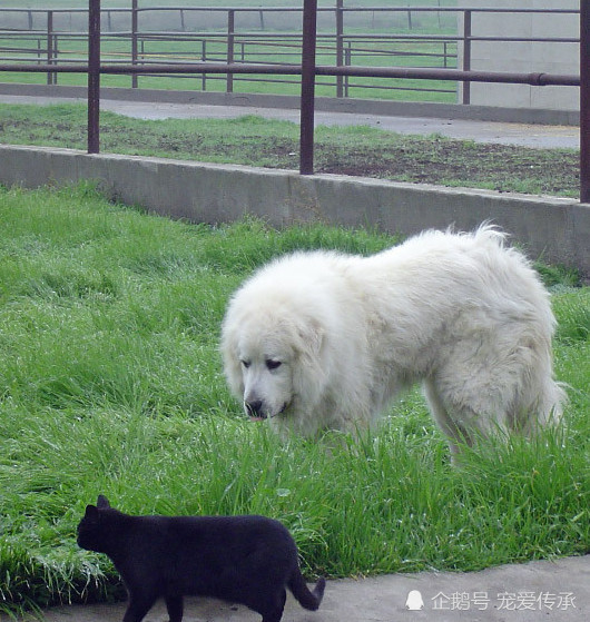 来自雪原的巨型猛犬 欧洲人称它为白狮王 由原住民饲养已有千年