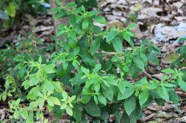 农村这常见的野草,药用价值极高,人称鹿活草,叶子治牙疼有奇效