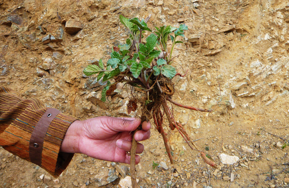 山里这种野生物,根部相当的珍贵,您若遇到,那真