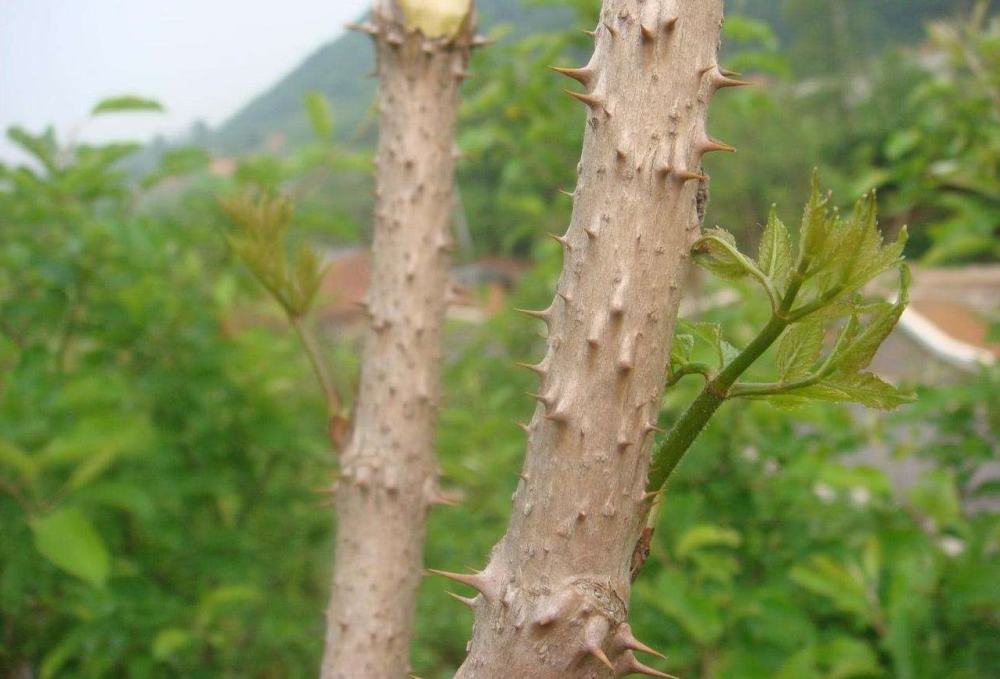 農村樹上的野菜刺老芽價格比肉還貴這是為什麼呢