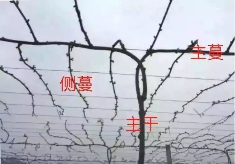 分叉低,漏斗形树形克服办法:将主蔓反向延伸绑缚,使主干与主蔓垂直