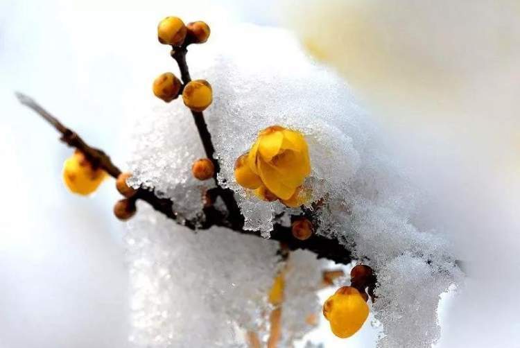 腊月十八·煮雪烹茶