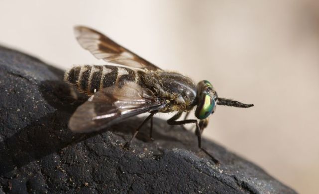 马蜂窝里挖出蜂蜜它们是食肉蜂根本不会产蜜