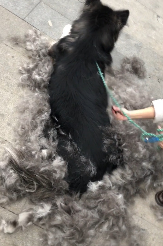 阿拉斯加狗狗掉毛,用梳子一梳,跟脱一件厚毛衣一样