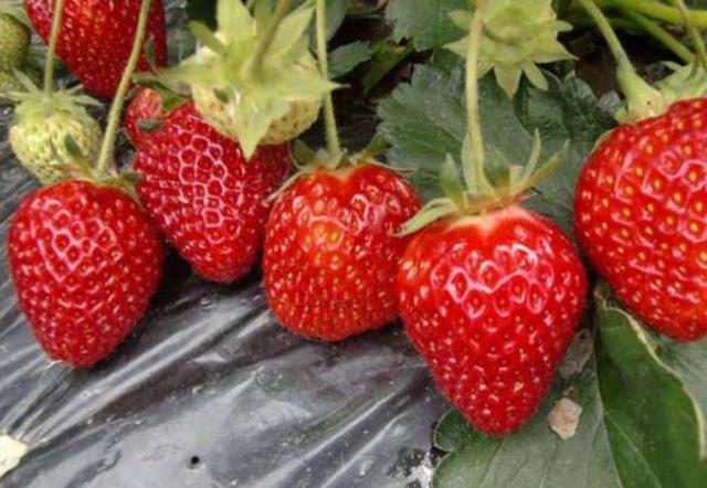 去采摘园摘草莓 怎么才能挑到好吃草莓 有些方法园主不会教你 热备资讯