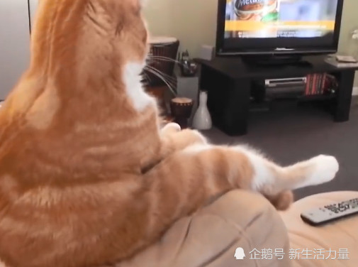橘猫独自坐沙发看电视,镜头转到它正面后,主人:表情跟谁学的?