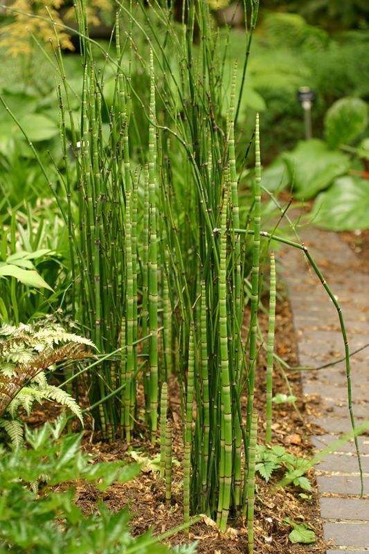 农村这种野草在水边很常见,农民当它是杂草,殊不知它能治牛皮癣