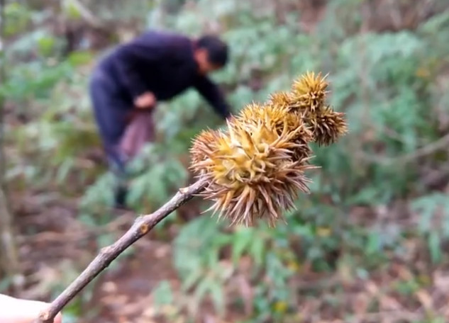 山裡一種野果是板栗