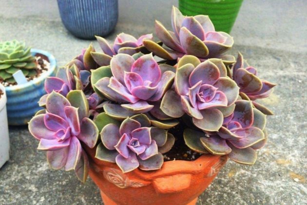 紫珍珠怎么养 多肉植物紫珍珠的养殖方法和注 腾讯新闻