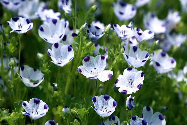 如婴儿般纯净 治愈系花卉 喜林草的栽培技术