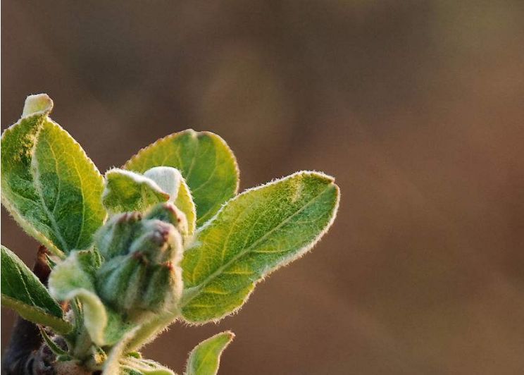 如何识别花芽 苹果花芽分化的过程和条件