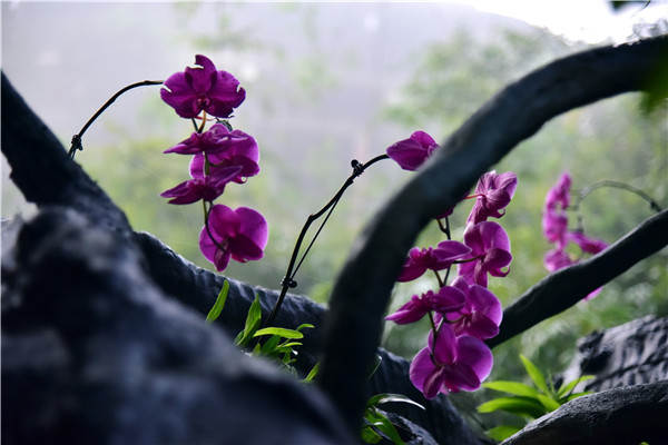 清远古龙峡深谷吊幽兰,兰花绽放如同蝴蝶飞舞