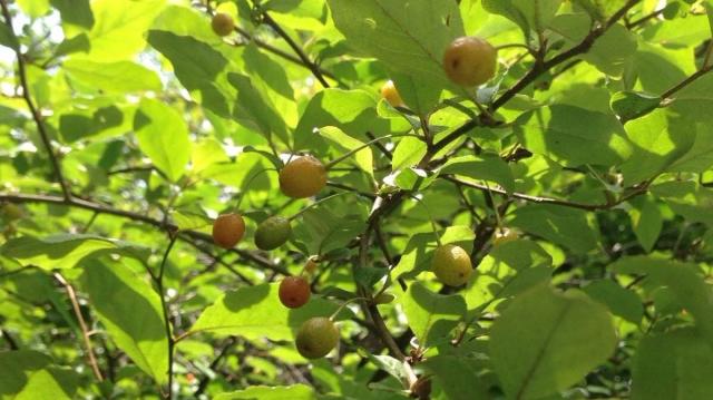 南方有一种野果叫"四月子",如今少见,吃到是您的福气