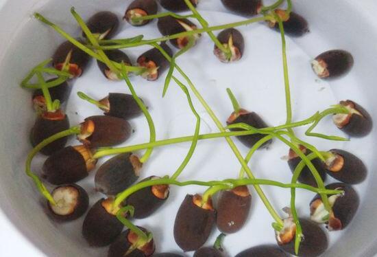 碗莲种子怎么种,碗莲的种植方法/春秋播种60天开花