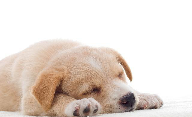 狗狗睡觉也有深浅,当它们进入深睡眠的时候,千万不能去招惹