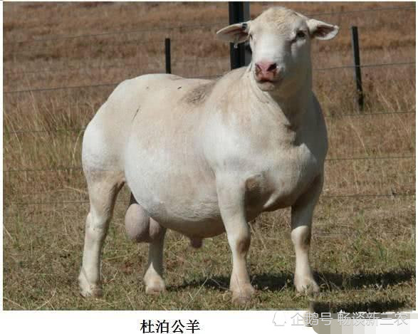 三元杂交羊能留作种用吗