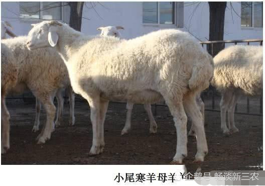 三元杂交羊能留作种用吗