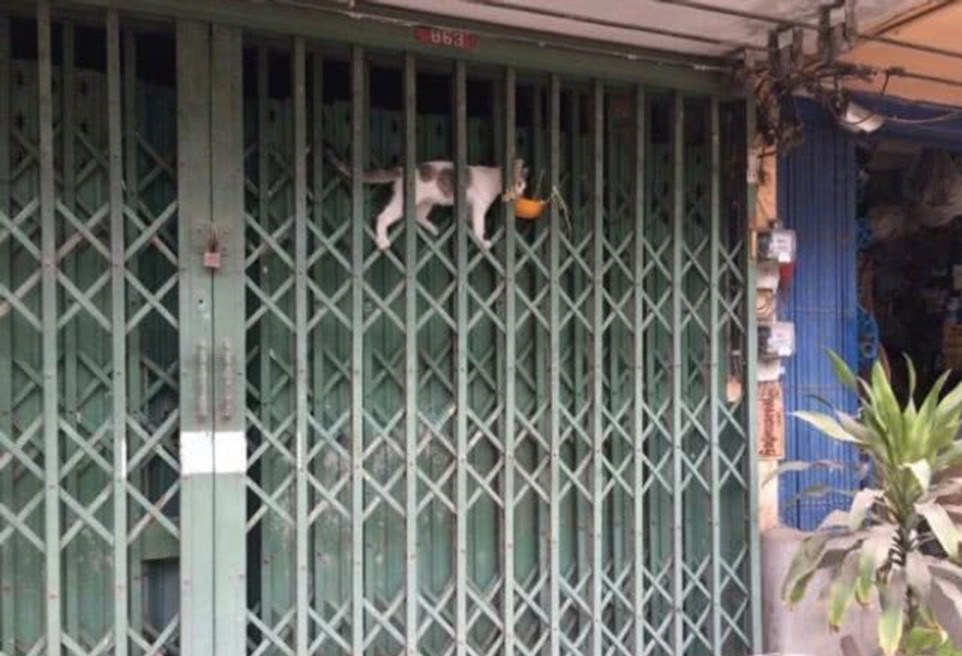 猫咪为吃不择手段,主人把米饭放铁门上,猫咪分