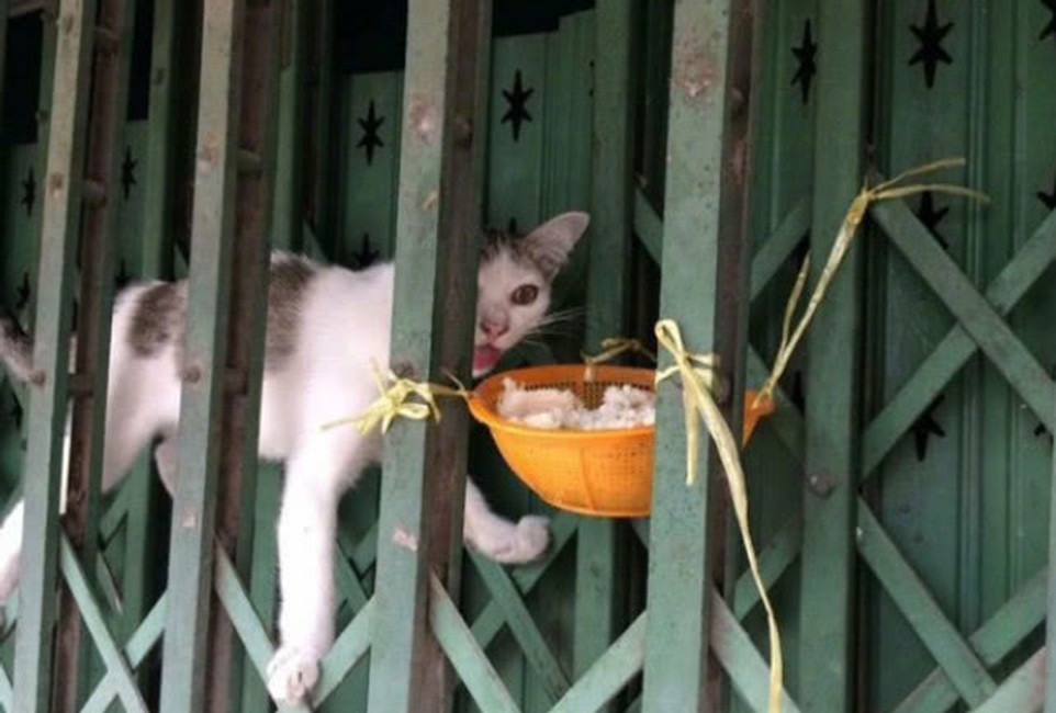 猫咪为吃不择手段,主人把米饭放铁门上,猫咪分