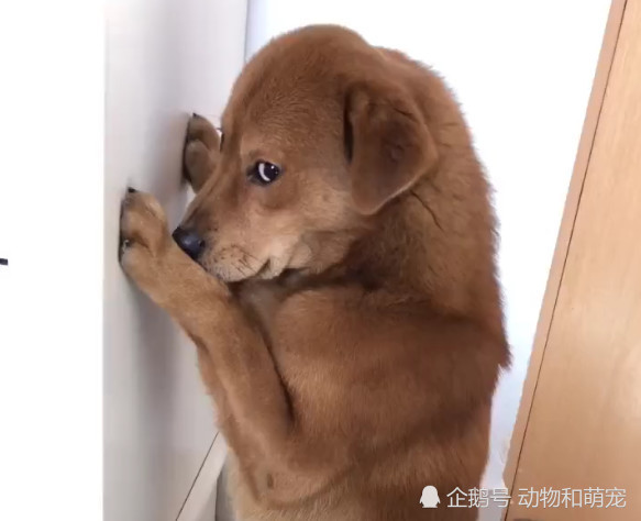 小土狗犯错被罚面壁思过 可狗狗还拿小眼神瞪主人 萌化了