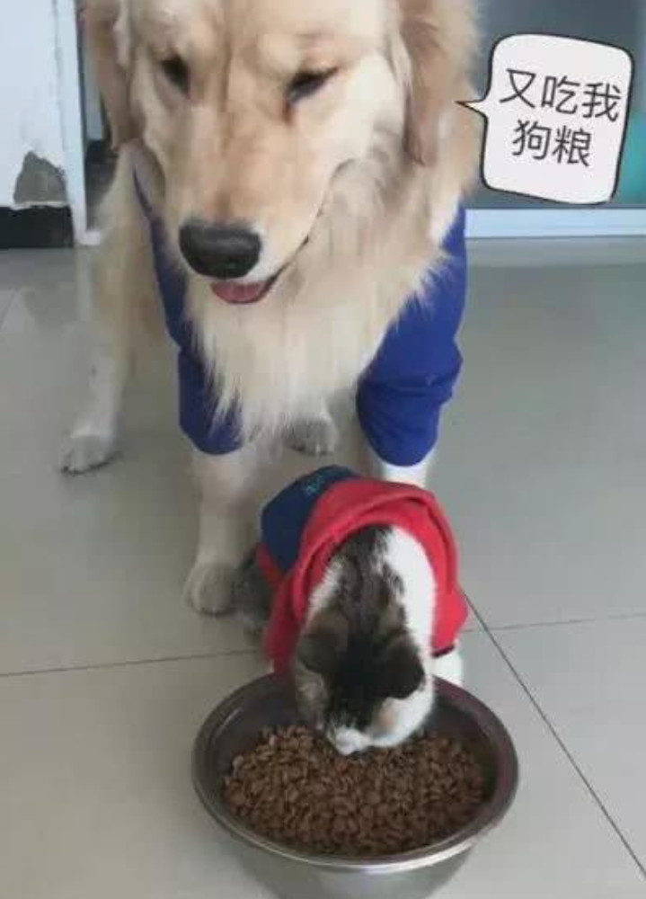 小气金毛主动让猫咪吃自己的狗粮,三分钟后事
